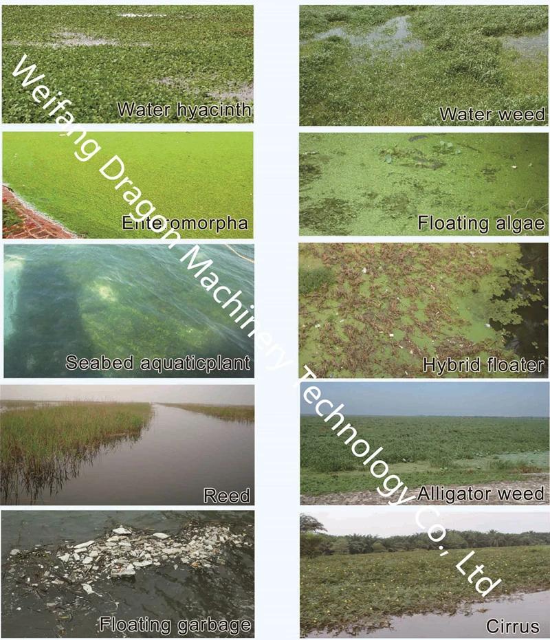 Dragon Dredging Hot Newest Small Aquatic Weed/Water Hyacinth/Enteromorpha /Duck Weed / Reed Harvester Sale